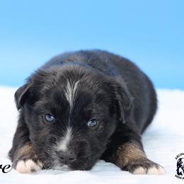 Eeyore - Black tri male Miniature Australian Shepherd puppy in Weeki Wachee, Florida from Arlington's Mini Aussies