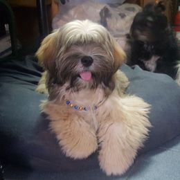 Isaac - Lhasa Apso