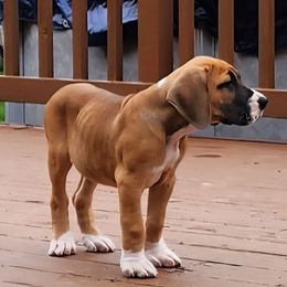 Toffee - Fawn male Great Dane puppy in Bay Shore, New York from Gentle Giant Companions