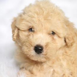 Jonny - Cream male Aussiedoodle puppy in Orleans, Indiana from Mae Blossom Puppies