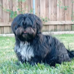 Readdy - Black and white male Shih Tzu puppy in Grand Prairie, Texas from R&R Shih-Tzus & Stud Services