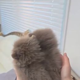 Ferry - Lavender female Pomeranian puppy in Visalia, California from Exotic_fresita_poms