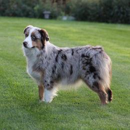 Purdy - Australian Shepherd