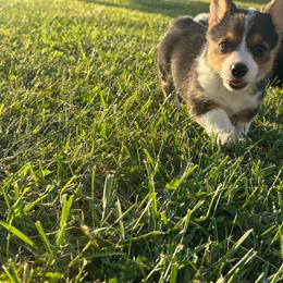 Ella - Black and white female American Corgi puppy in Payson, Illinois from Creek Farm Corgis