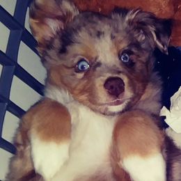 Australian Shepherds and Toy Australian Shepherds from My Aussies