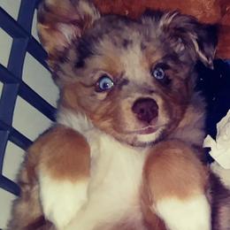 Australian Shepherds and Toy Australian Shepherds from My Aussies