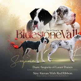 Great Dane puppies from Bluestone Valley Great Danes