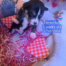 Pembroke Welsh Corgi and Siberian Husky Puppies from Regal Huskies of the Carolinas