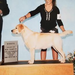 Labrador Retriever All Grown Up from Brighton Labradors