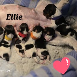 Biewer Terrier puppies from Granny's yorkshire Terrier Modesto California