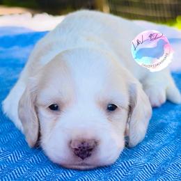 Cream Piebald Boy - Cream male Dachshund puppy in Houston, Texas from L&L 4D Dancer’s Dachshunds