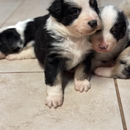Australian Shepherd Puppies from Bullet & Whiskey’s Pups