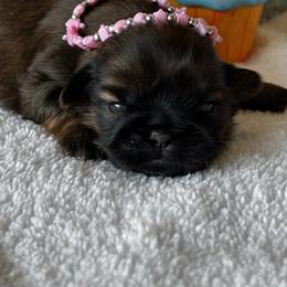Susie - Black gold and white female Shih Tzu puppy in Claremont, California from Lovable Shih Tzus