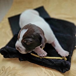 Boy 3 - male German Shorthaired Pointer puppy in Kalamazoo, Michigan from Marshall's Shorthairs