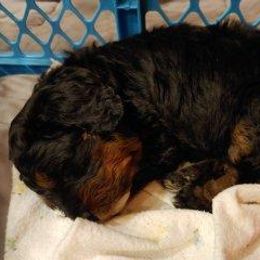 Bernedoodle Puppies from Kiya's Bernedoodles