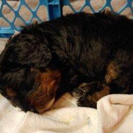 Bernedoodle Puppies from Kiya's Bernedoodles