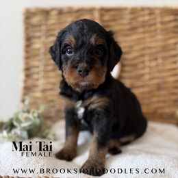 Mai Tai - Phantom female Bernedoodle puppy in Murrieta, California from Brookside Bernedoodles