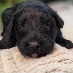 Ash - Black female Bouvier des Flandres puppy in Drury, Missouri from Black Bears Critters