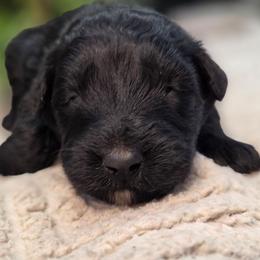 Ash - Black female Bouvier des Flandres puppy in Drury, Missouri from Black Bears Critters