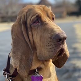Willow - Bloodhound