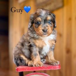 Guy Diamond - Blue merle male Aussiedoodle puppy in Lancaster, Minnesota from Finney Ranch