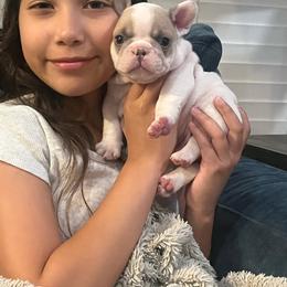 Leo - Fawn and white male French Bulldog puppy in Grand Prairie, Texas from Avelar’s Top Shelf Frenchies