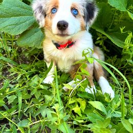 Maggie - Toy Australian Shepherd