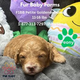 Peony - Apricot female Goldendoodle puppy in Michigan from Fur Baby Farms