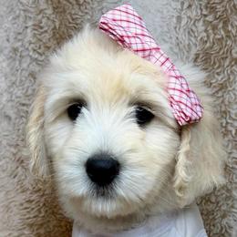 Harmony - Cream female Australian Labradoodle puppy in Upland, California from Kings Labradoodles