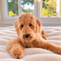 Oklahoma smoke show - Apricot female Goldendoodle puppy in North Royalton, Ohio from Johnson's Doodles