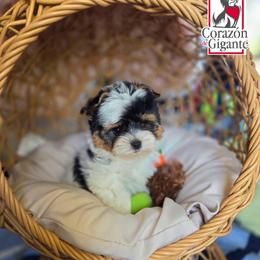 Mr. Grinch - Black tan and white male Biewer Terrier puppy in California from Corazon de gigante