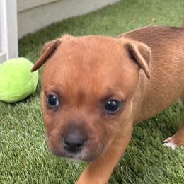 Darwin - Red male Staffordshire Bull Terrier puppy in Port Saint Lucie, Florida from Southern Staffies