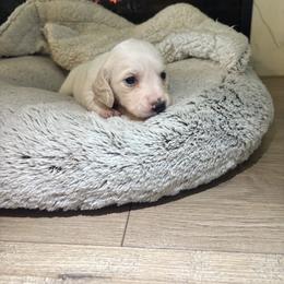Piglet - Cream male Dachshund puppy in Vancouver, Washington from Cascade Minis
