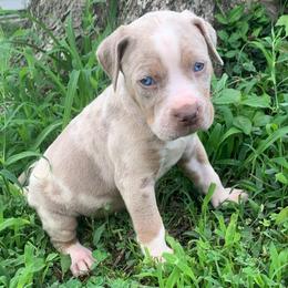 Maroon Collar Male - Blue merle male Catahoula Leopard Dog puppy in Gadsden, Alabama from Rich Cat’s