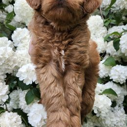 Aussiedoodle, Bernedoodle, and Goldendoodle Puppies from Doodle Paws Pups