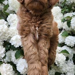 Aussiedoodle, Bernedoodle, and Goldendoodle Puppies from Doodle Paws Pups
