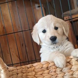 Golden Retriever Puppies from Mountain Sky Goldens
