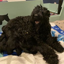 Black Russian Terrier and Cavalier King Charles Spaniel Puppies from Ocean Gem & Guardian Bears