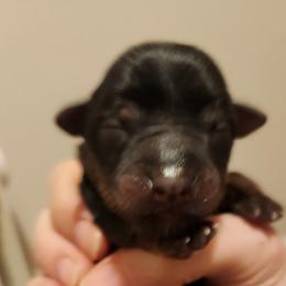 Topez - Black and tan male Yorkshire Terrier puppy in Castleton, New York from Jennifer's Yorkies