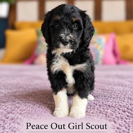 Peace out Girl Scout - Tri-color female Bernedoodle puppy in Grove, Oklahoma from Guinn Family Farms