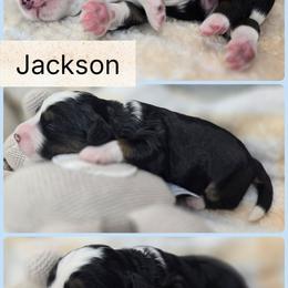 Jackson - Tri-color male Bernedoodle puppy in Boaz, Alabama from Lovin' Doodles