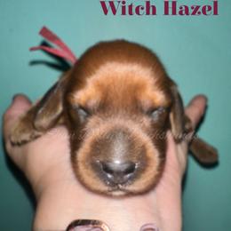 Witch Hazel - Red female Dachshund puppy in Monitor, Washington from Shannon Dolly’s Dachshunds