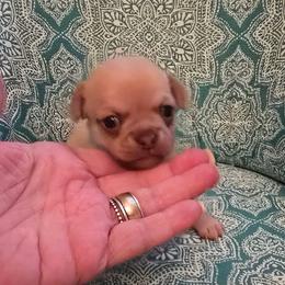 Boy 1 - Chocolate sabled fawn male Chihuahua puppy in Orange, Texas from Tiny Paws from God