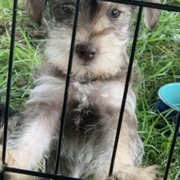 Miniature Schnauzers from Lino Farms