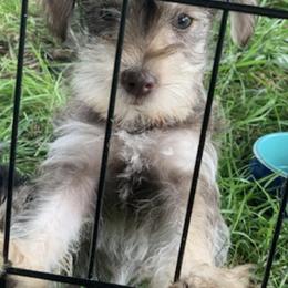 Miniature Schnauzers from Lino Farms