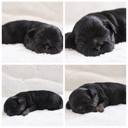 Pierre - Black and white male Shichon puppy in Pennsylvania from Manor Hills Shih Tzus