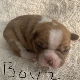 Boston Terrier Puppies from Wendy's Boston Terriers