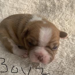 Boston Terrier Puppies from Wendy's Boston Terriers
