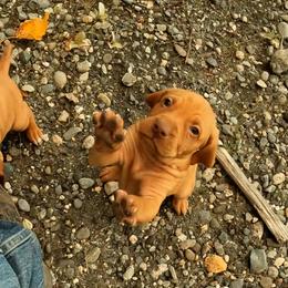 Too young - Golden rust female Vizsla puppy in Palmer, Alaska from Parker Ranch