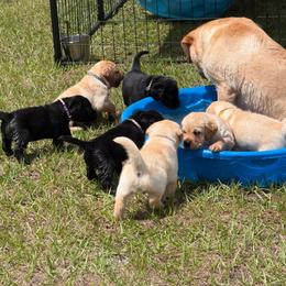 Yellow male Show Prospect - Yellow male Labrador Retriever puppy in Orlando, Florida from Clarisma K9’s